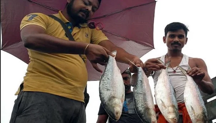 কলকাতার বাজারে কাল উঠছে বাংলাদেশের ইলিশ