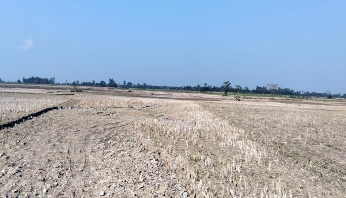 বানিয়াচংয়ে সেচের অভাবে ১ শত ৭৫ একর জমি অনাবাদি।