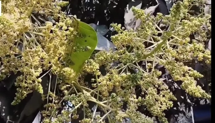 ঠাকুরগাঁওয়ে শীত শেষ না হতেই আম গাছে মুকুল উঁকি দিচ্ছে।