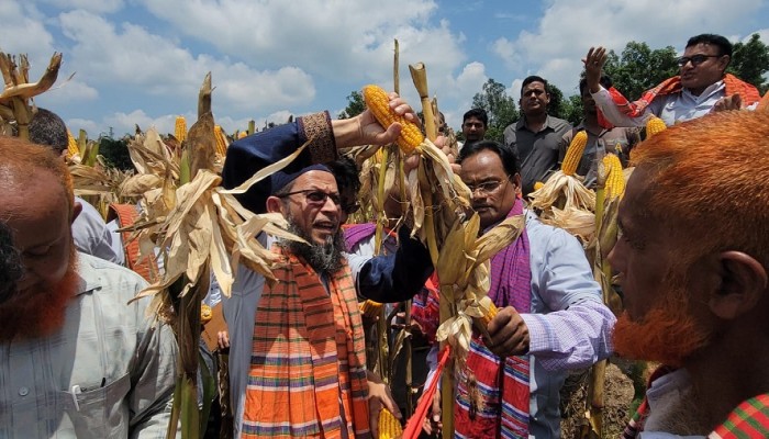 ঠাকুরগাঁওয়ে বিএডিসি ভুট্টার ক্রপ কাটিং  ও মাঠ দিবস অনুষ্ঠিত