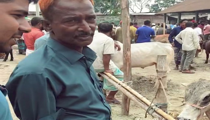 ঠাকুরগাঁওয়ে কুরবানির ঈদ সামনে রেখে ব্যস্ত খামারিরা: