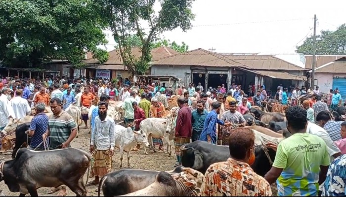 কোরবানির আনন্দে মুখর গড়েয়া পশুর হাট — নিরাপদ ও স্বস্তির, ক্রেতা-বিক্রেতার ভিড়”