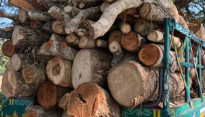 বৃক্ষনিধনে উজাড় হচ্ছে মধুপুর বনাঞ্চল